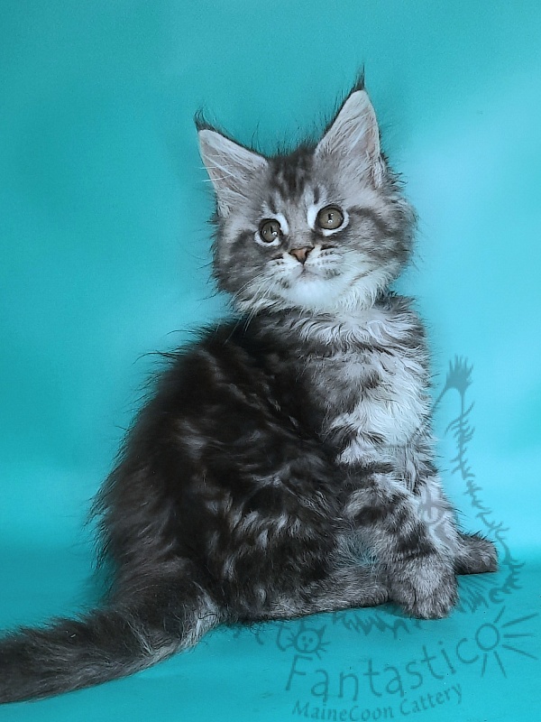 Gatto Fantastico Guinness - Kitten maine-coon 2 months 0.5 weeks