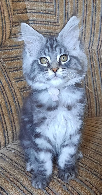 Gatto Fantastico Guinness - Kitten maine-coon 2 months 2 weeks