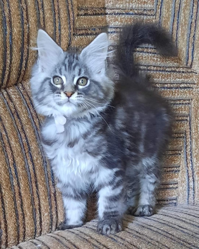 Gatto Fantastico Guinness - Kitten maine-coon 2 months 2 weeks