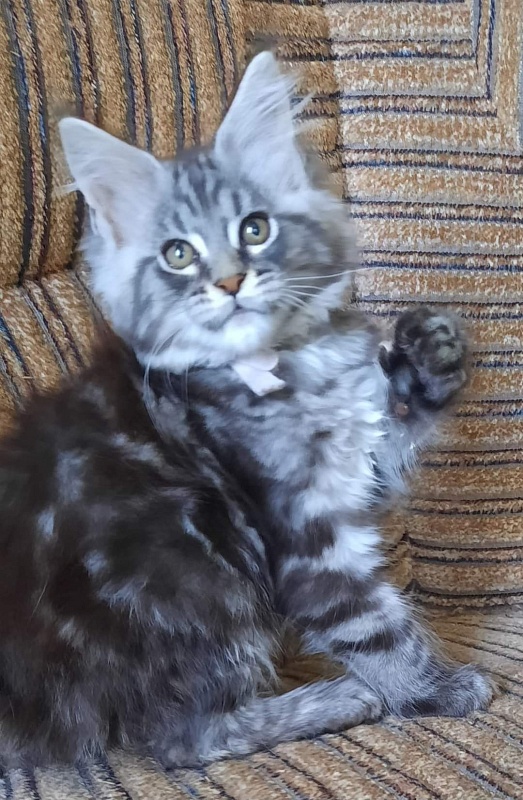 Gatto Fantastico Guinness - Kitten maine-coon 2 months 2 weeks