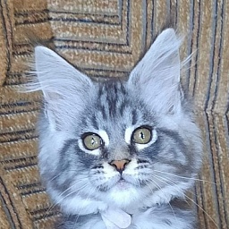 Gatto Fantastico Guinness