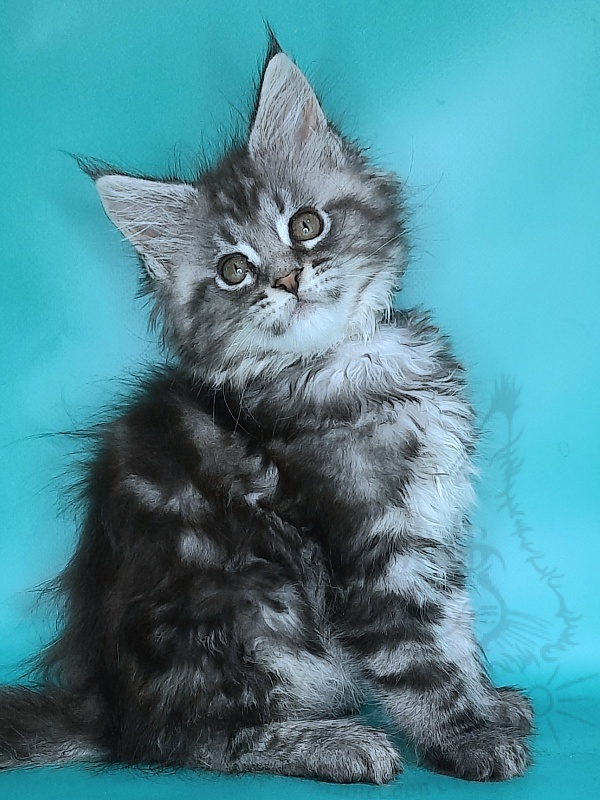 Gatto Fantastico Guinness - Kitten maine-coon 2 months 0.5 weeks