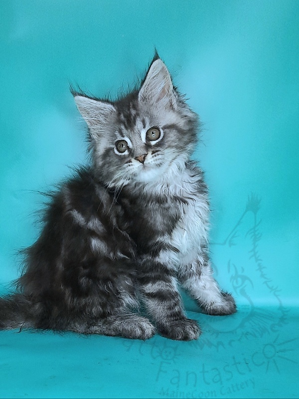 Gatto Fantastico Guinness - Kitten maine-coon 2 months 0.5 weeks
