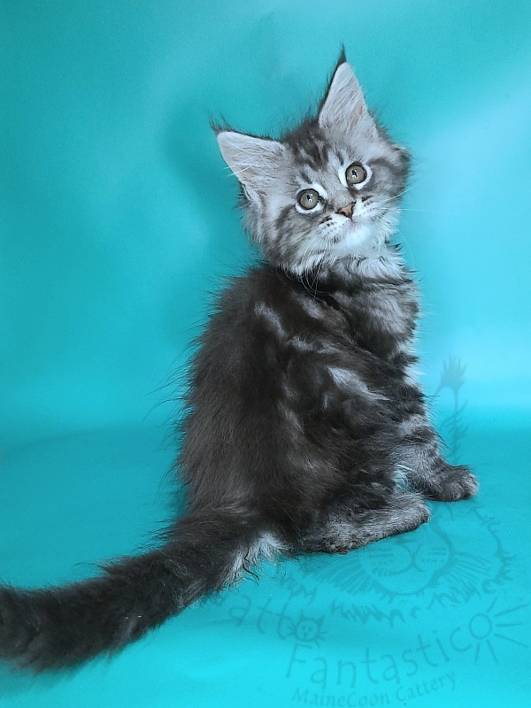 Gatto Fantastico Guinness - Kitten maine-coon 2 months 0.5 weeks