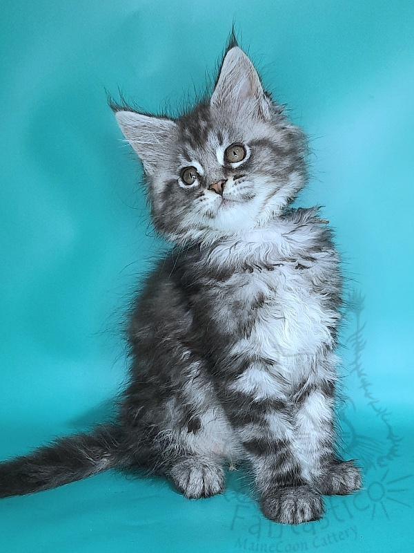 Gatto Fantastico Guinness - Kitten maine-coon 2 months 0.5 weeks