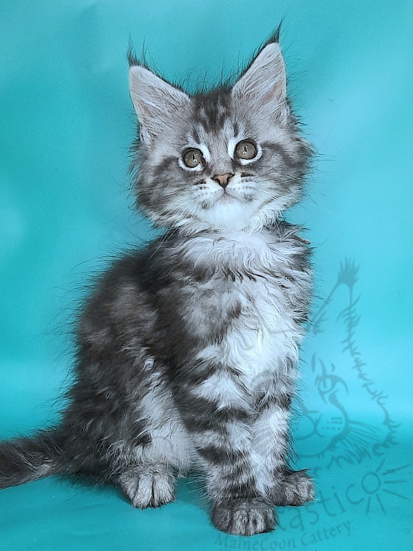Gatto Fantastico Guinness - Kitten maine-coon 2 months 0.5 weeks