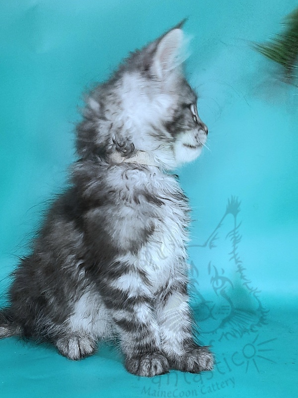 Gatto Fantastico Guinness - Kitten maine-coon 2 months 0.5 weeks