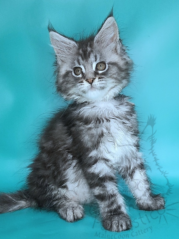 Gatto Fantastico Guinness - Kitten maine-coon 2 months 0.5 weeks