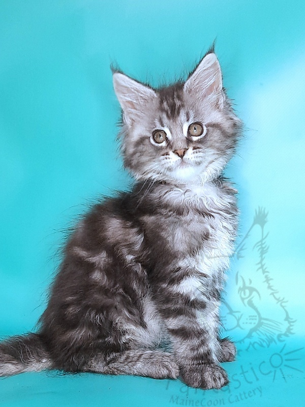 Gatto Fantastico Guinness - Kitten maine-coon 2 months 0.5 weeks