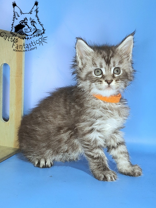 Gatto Fantastico Generosa - Kitten maine-coon 1 month 0.5 weeks