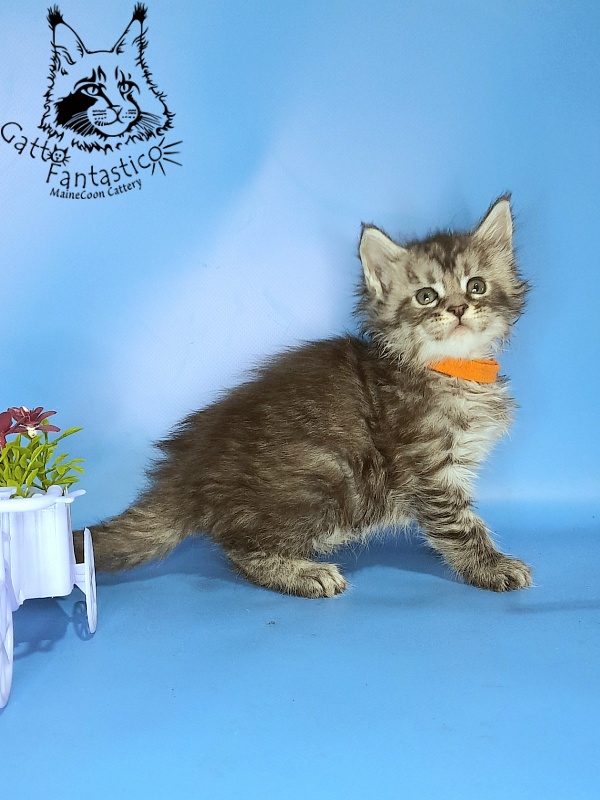 Gatto Fantastico Generosa - Kitten maine-coon 1 month 0.5 weeks