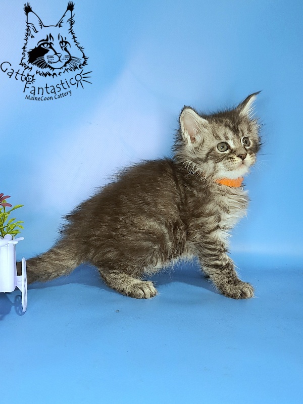 Gatto Fantastico Generosa - Kitten maine-coon 1 month 0.5 weeks