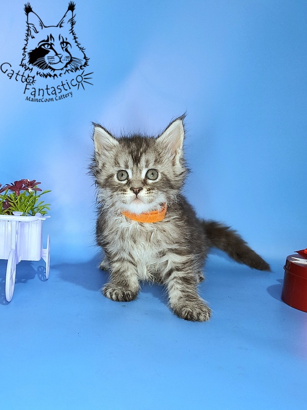 Gatto Fantastico Generosa - Kitten maine-coon 1 month 0.5 weeks