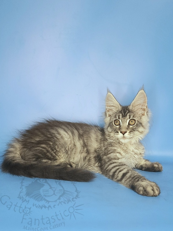 Gatto Fantastico Generosa - Kitten maine-coon 2 months 3.5 weeks
