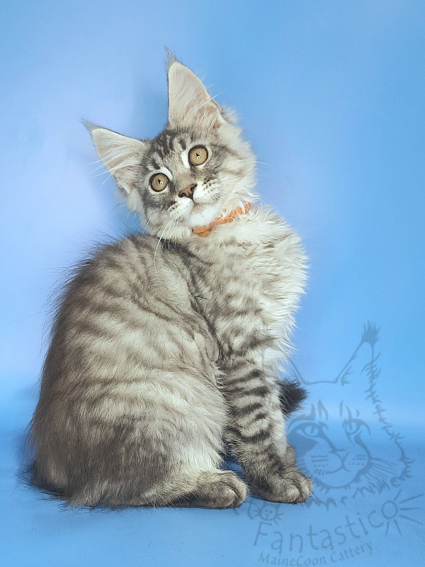 Gatto Fantastico Generosa - Kitten maine-coon 2 months 3.5 weeks