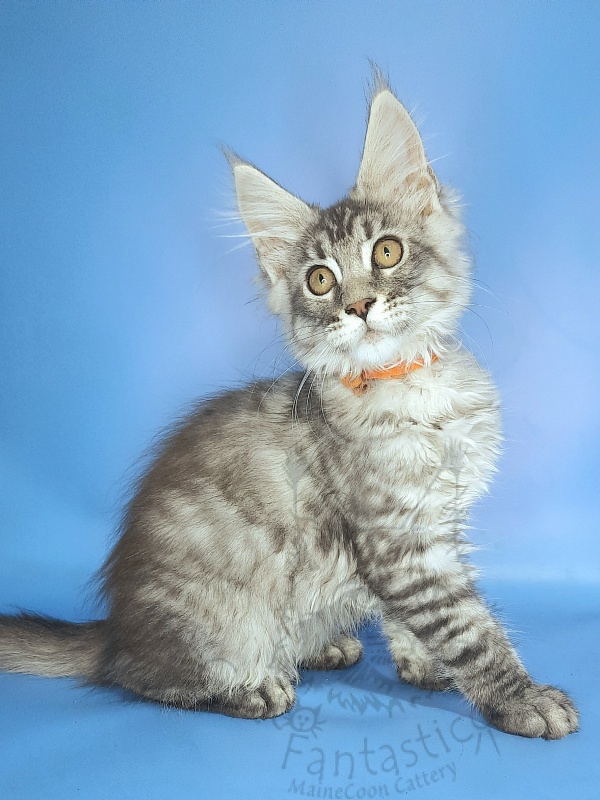 Gatto Fantastico Generosa - Kitten maine-coon 2 months 3.5 weeks