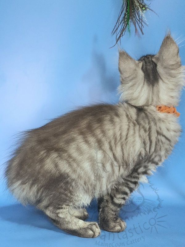 Gatto Fantastico Generosa - Kitten maine-coon 2 months 3.5 weeks
