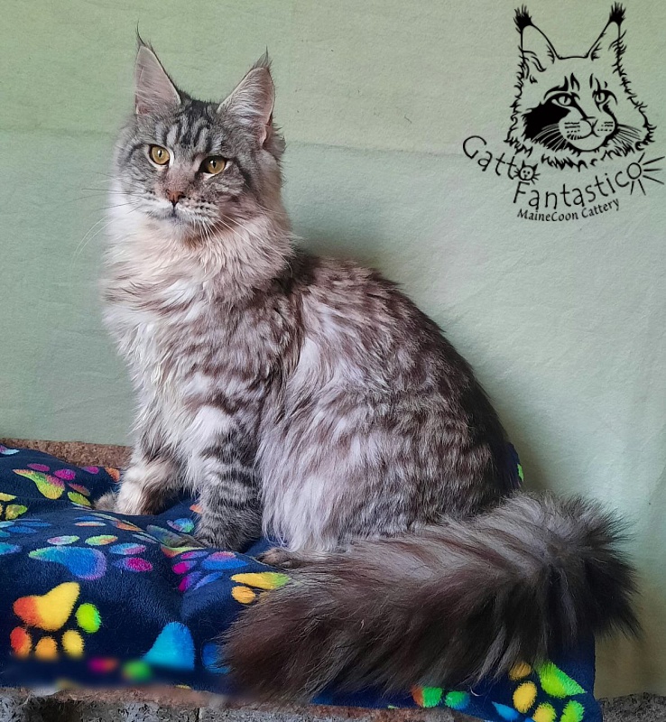 Gatto Fantastico Generosa - Junior maine-coon 8 months 2.5 weeks