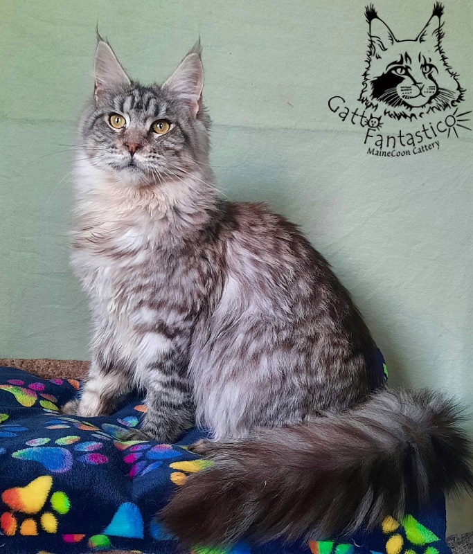 Gatto Fantastico Generosa - Junior maine-coon 8 months 2.5 weeks