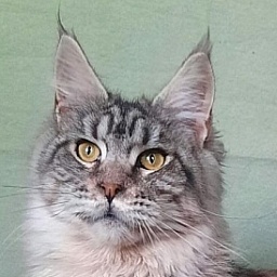 Gatto Fantastico Generosa