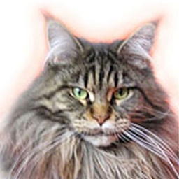 Timaracoon Amici