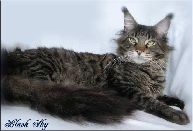 Belmicoon Black Sky of Timaracoon - мейн-кун