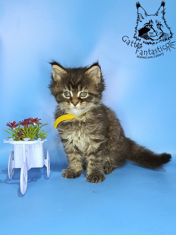 Gatto Fantastico Gemma - Kitten maine-coon 1 month 0.5 weeks