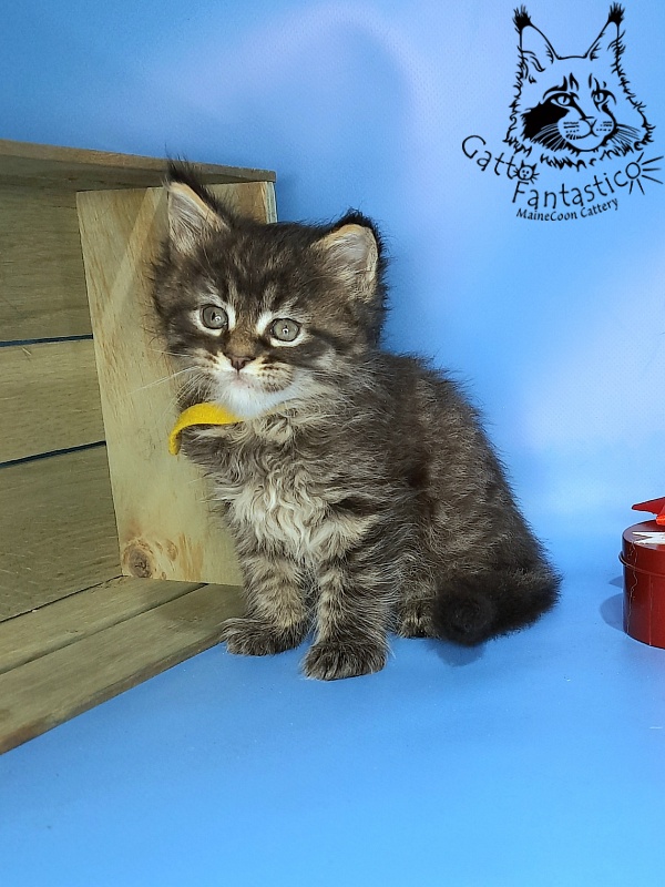 Gatto Fantastico Gemma - Kitten maine-coon 1 month 0.5 weeks