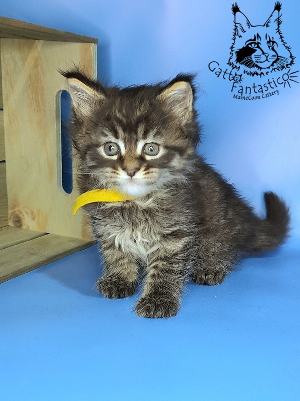 Gatto Fantastico Gemma - Kitten maine-coon 1 month 0.5 weeks