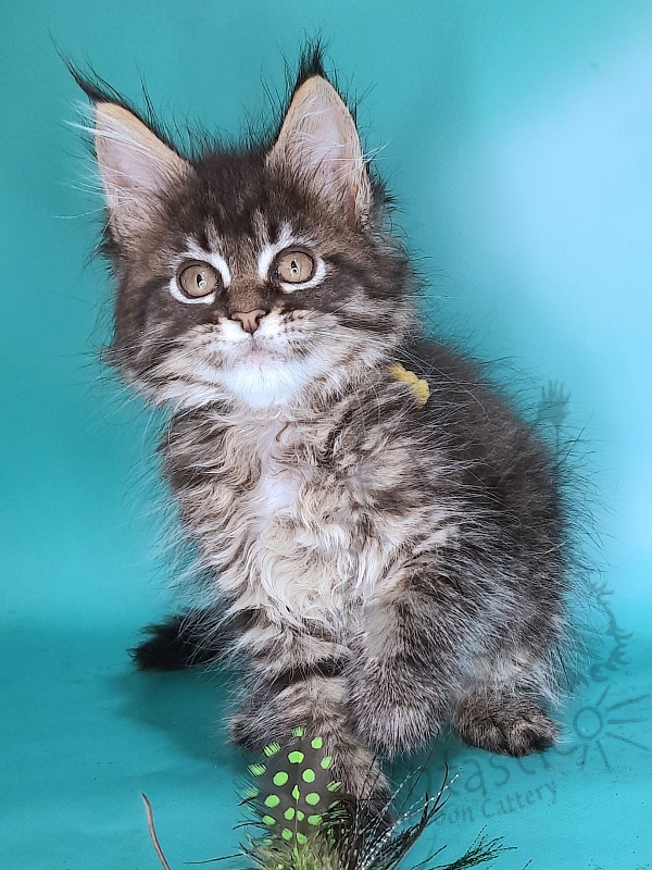 Gatto Fantastico Gemma - Kitten maine-coon 2 months 0.5 weeks