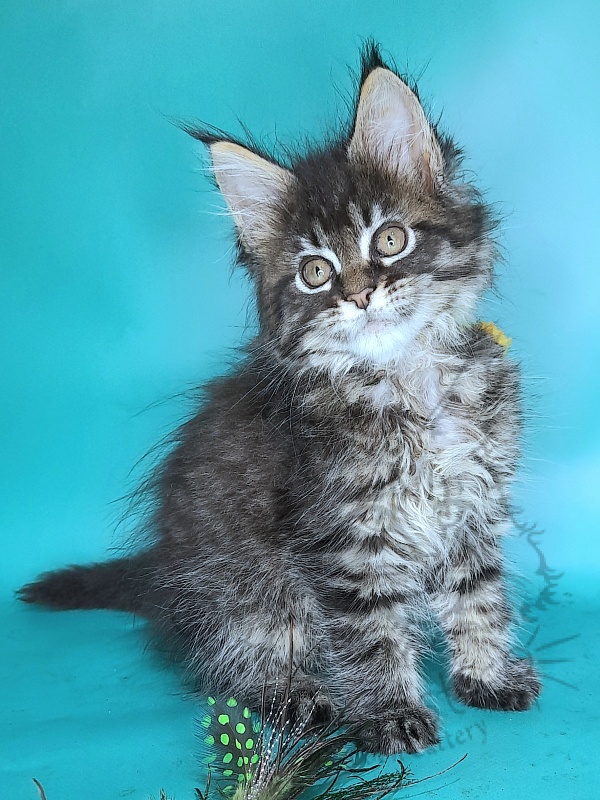 Gatto Fantastico Gemma - Kitten maine-coon 2 months 0.5 weeks