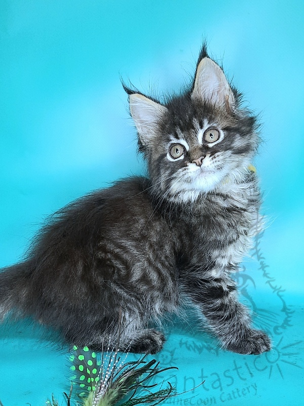 Gatto Fantastico Gemma - Kitten maine-coon 2 months 0.5 weeks