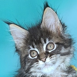 Gatto Fantastico Gemma