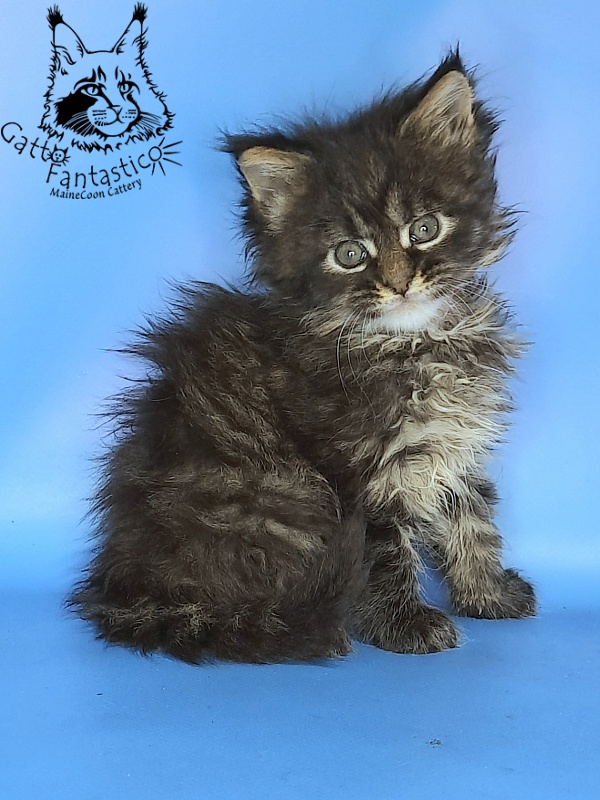 Gatto Fantastico Galaxy Queen - Kitten maine-coon 1 month 0.5 weeks