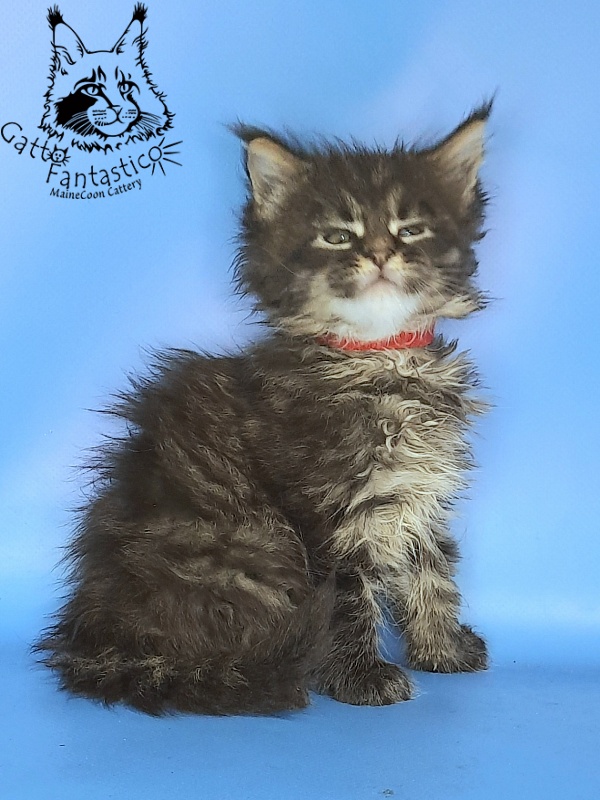 Gatto Fantastico Galaxy Queen - Kitten maine-coon 1 month 0.5 weeks