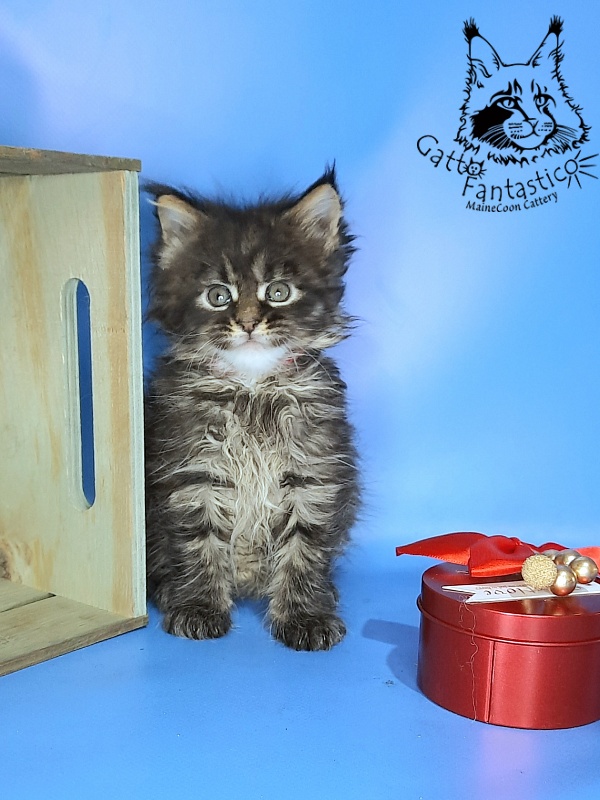 Gatto Fantastico Galaxy Queen - Kitten maine-coon 1 month 0.5 weeks