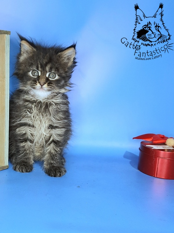 Gatto Fantastico Galaxy Queen - Kitten maine-coon 1 month 0.5 weeks