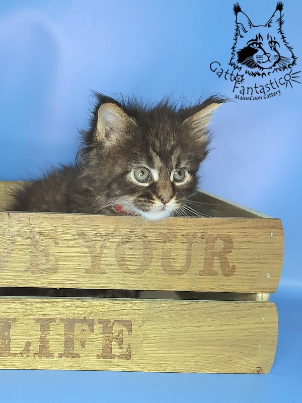Gatto Fantastico Galaxy Queen - Kitten maine-coon 1 month 0.5 weeks