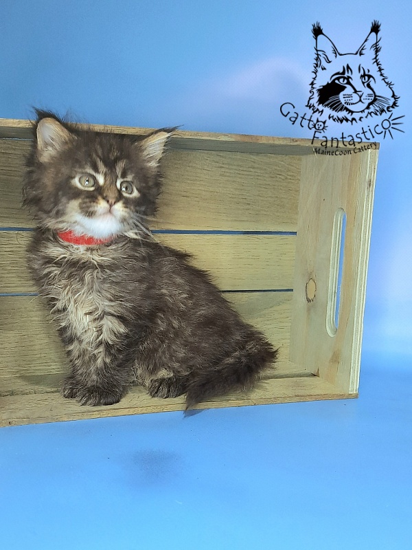 Gatto Fantastico Galaxy Queen - Kitten maine-coon 1 month 0.5 weeks