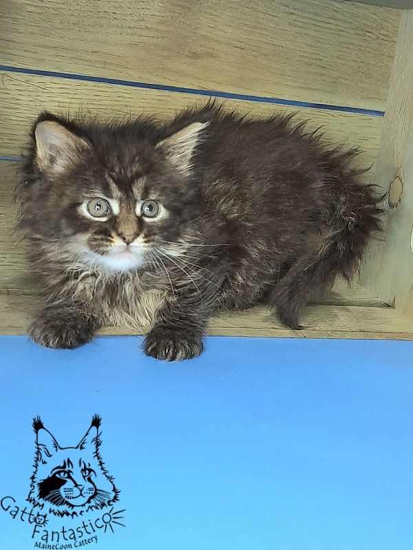 Gatto Fantastico Galaxy Queen - Kitten maine-coon 1 month 0.5 weeks