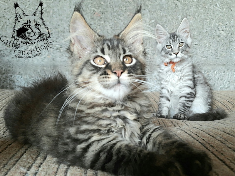 Gatto Fantastico Galaxy Queen - Kitten maine-coon 2 months 3 weeks