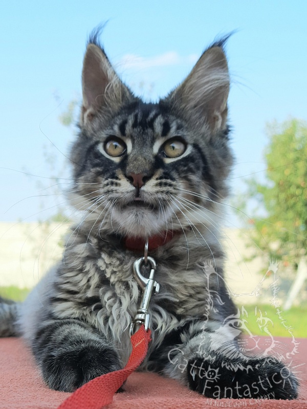 Gatto Fantastico Galaxy Queen - Kitten maine-coon 3 months 4 weeks