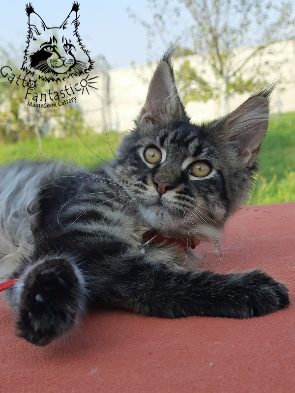 Gatto Fantastico Galaxy Queen - Kitten maine-coon 3 months 4 weeks