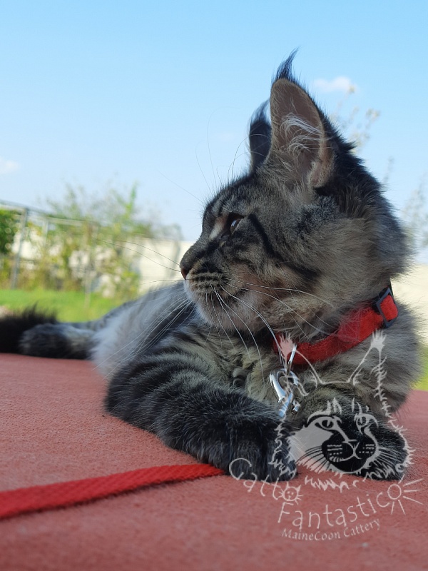 Gatto Fantastico Galaxy Queen - Kitten maine-coon 3 months 4 weeks
