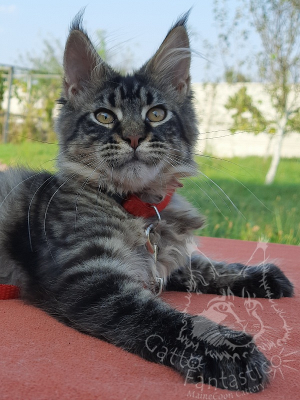 Gatto Fantastico Galaxy Queen - Kitten maine-coon 3 months 4 weeks