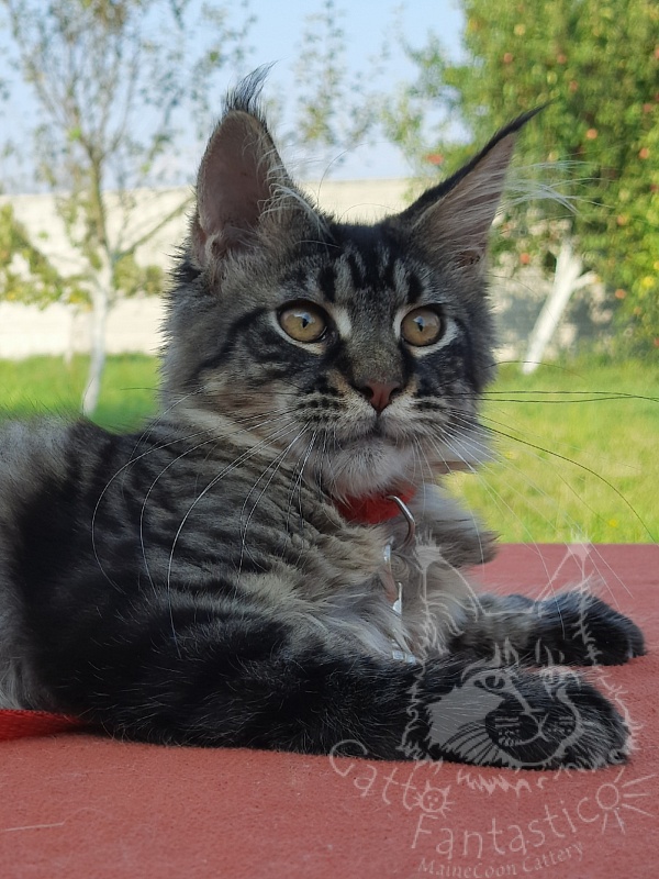 Gatto Fantastico Galaxy Queen - Kitten maine-coon 3 months 4 weeks