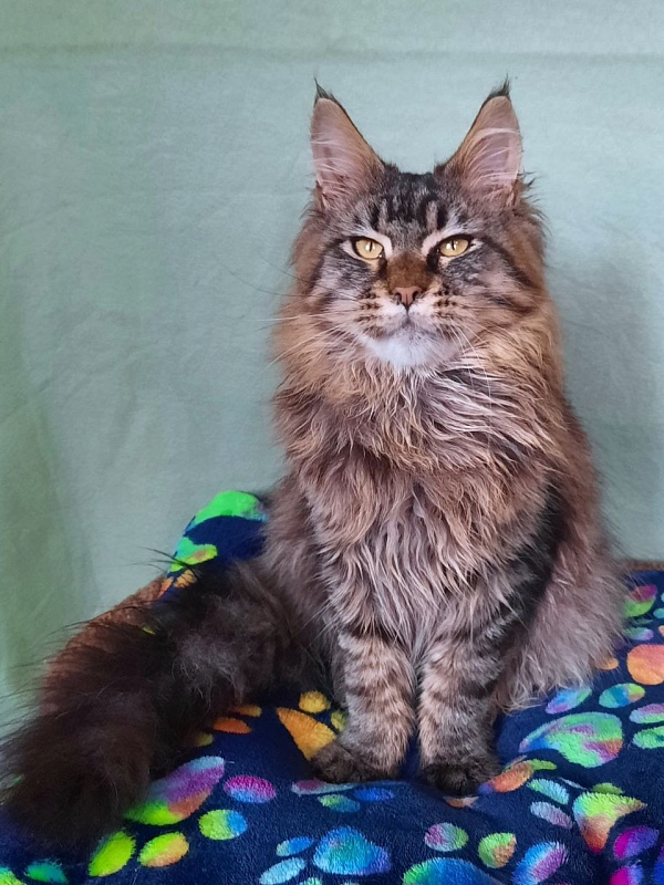 Gatto Fantastico Galaxy Queen - Junior maine-coon 8 months 2.5 weeks