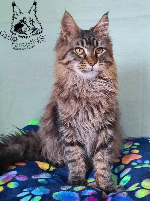 Gatto Fantastico Galaxy Queen - Junior maine-coon 8 months 2.5 weeks