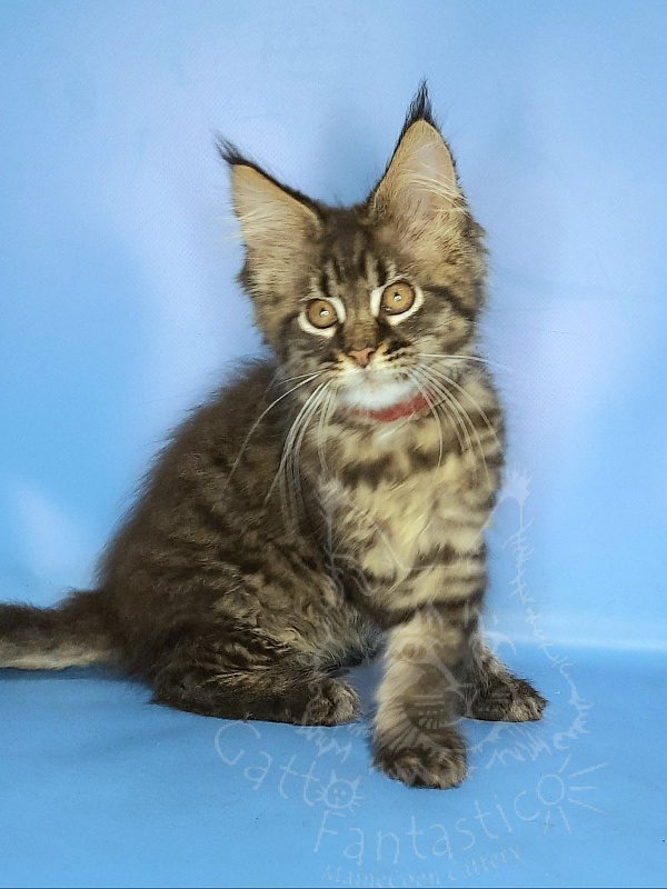 Gatto Fantastico Galaxy Queen - Kitten maine-coon 2 months 2 weeks