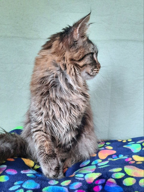 Gatto Fantastico Galaxy Queen - Junior maine-coon 8 months 2.5 weeks